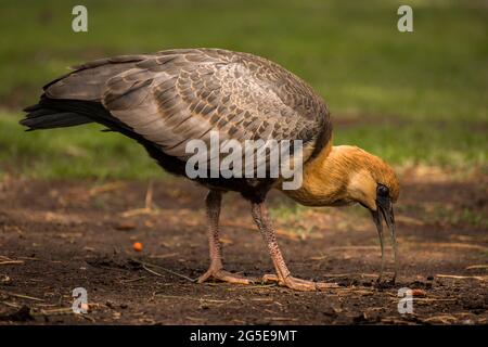 Bird called 'Bandurria', common in Patagonia Argentina, eating from the ground in a public park (Theristicus caudatus) Stock Photo
