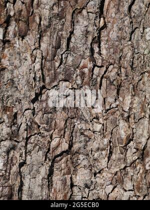 cracked bark of alder tree close-up, abstract background Stock Photo