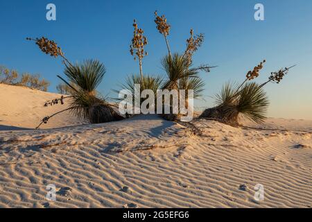 Soaptree Yucca (Yucca elata) in gypsum dunes in White Sands National Park, New Mexico Stock Photo