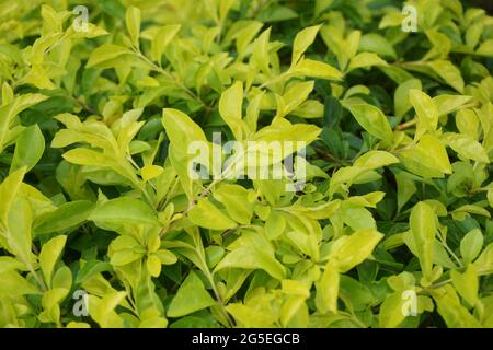 Gold mound leaves. Also called Sinyo nakal, Duranta erecta, teh-tehan, alba, aurea, geisha girl, sapphire showers and variegata Stock Photo