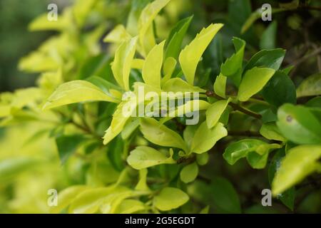 Gold mound leaves. Also called Sinyo nakal, Duranta erecta, teh-tehan, alba, aurea, geisha girl, sapphire showers and variegata Stock Photo