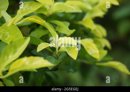 Gold mound leaves. Also called Sinyo nakal, Duranta erecta, teh-tehan, alba, aurea, geisha girl, sapphire showers and variegata Stock Photo