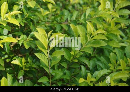 Gold mound leaves. Also called Sinyo nakal, Duranta erecta, teh-tehan, alba, aurea, geisha girl, sapphire showers and variegata Stock Photo