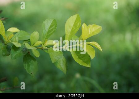 Gold mound leaves. Also called Sinyo nakal, Duranta erecta, teh-tehan, alba, aurea, geisha girl, sapphire showers and variegata Stock Photo