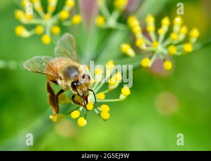 Honey bee (Apis mellifera) gathers nectar from the tiny yellow flowers of fennel (Foeniculum vulgare). Closeup. Copy space. Stock Photo