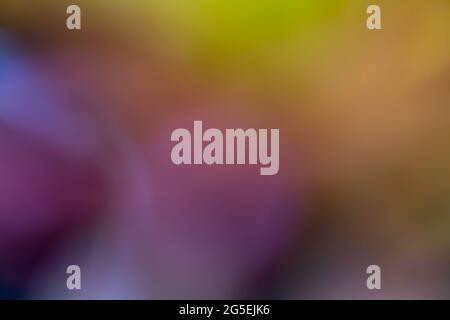 multicolor blurry background, Colorful Gradient blurry background Stock Photo