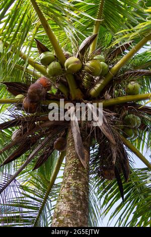 Palm full of coconuts on pontianak, west borneo, Indonesia. Coconut tree with nuts seen from below Stock Photo