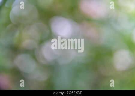 bokeh blurry background, green bokeh background,green bokeh,green bokeh abstract Stock Photo