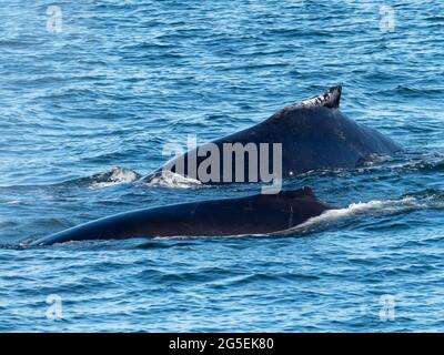 A mother and calf pair of humpback whales, Megaptera novaeangliae in Kelp Bay, Southeast Alaska, USA Stock Photo