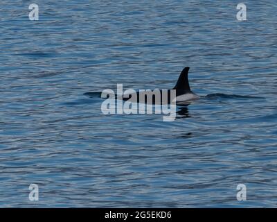 Killer whales, Orcinus orca transient T064s in Southeast Alaska Stock Photo