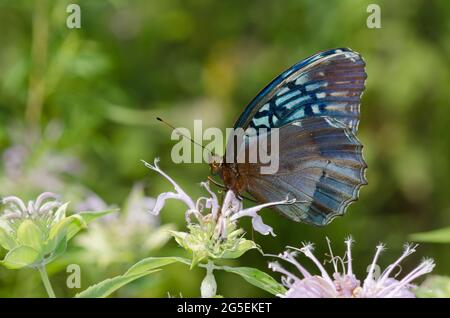 Diana Fritillary, Argynnis diana, female nectaring from Wild Bergamot, Monarda fistulosa Stock Photo