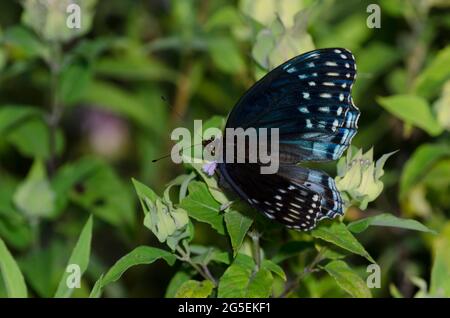 Diana Fritillary, Argynnis diana, female nectaring from Wild Bergamot, Monarda fistulosa Stock Photo