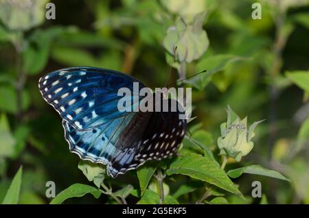 Diana Fritillary, Argynnis diana, female nectaring from Wild Bergamot, Monarda fistulosa Stock Photo