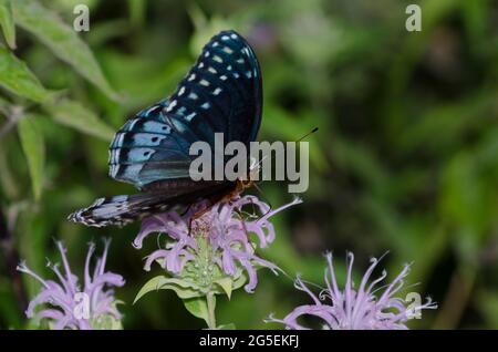 Diana Fritillary, Argynnis diana, female nectaring from Wild Bergamot, Monarda fistulosa Stock Photo