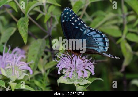 Diana Fritillary, Argynnis diana, female nectaring from Wild Bergamot, Monarda fistulosa Stock Photo