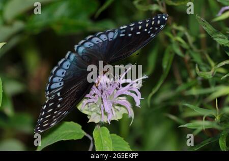 Diana Fritillary, Argynnis diana, female nectaring from Wild Bergamot, Monarda fistulosa Stock Photo