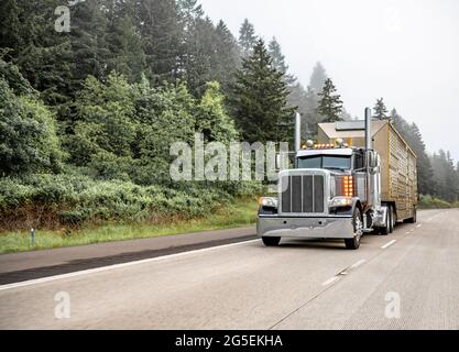 Powerful classic dark gray American bonnet big rig semi truck with turned on headlight running with semi trailer for transporting animals on the foggy Stock Photo