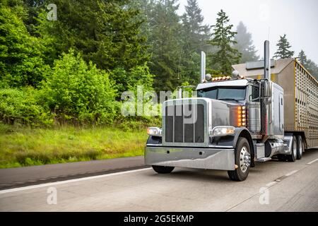 Powerful classic dark gray American bonnet big rig semi truck with turned on headlight running with semi trailer for transporting animals on the foggy Stock Photo
