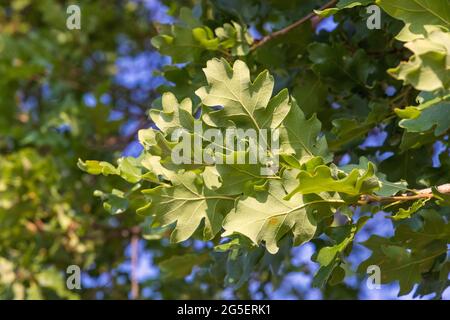 Quercus pubescens, the downy oak or pubescent oak Stock Photo