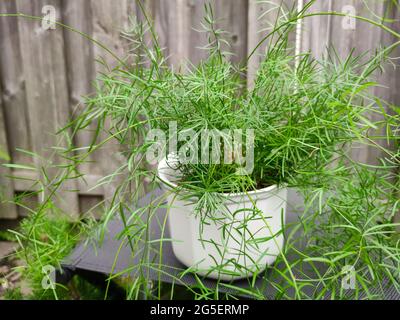 Asparagus houseplant in a pot Stock Photo