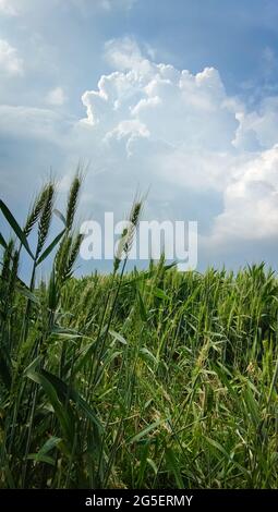 Tall majestic storm cloud over grain fields Stock Photo