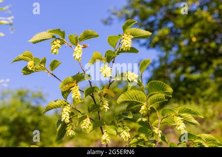 Fruits of Ostrya carpinifolia, the European hop-hornbeam Stock Photo