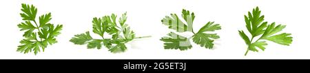 Collage mix of fresh parsley branches isolated on white background. Set of 4 photos of useful greens with vitamins Stock Photo