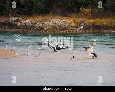 Flock of birds on the beach, Pelicans and Gulls splashing, flapping around in the salty waters of estuary taking off and flying around,Australia Stock Photo