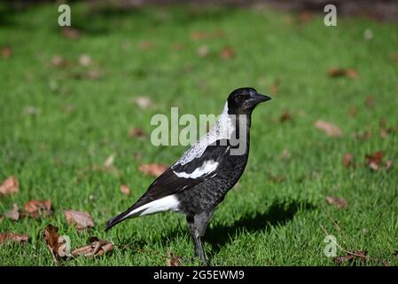 Close up of a juvenile Australian magpie standing on a lawn, with dry autumn leaves scattered nearby Stock Photo