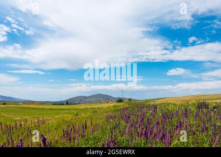 Medicinal flowers on the background of fields and year. Oregano, sage. Flowering bushes in the wild Stock Photo