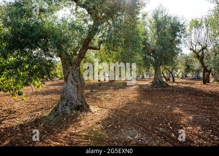 Olive trees  in traditional plantation, Puglia (Apulia),  Italy Stock Photo