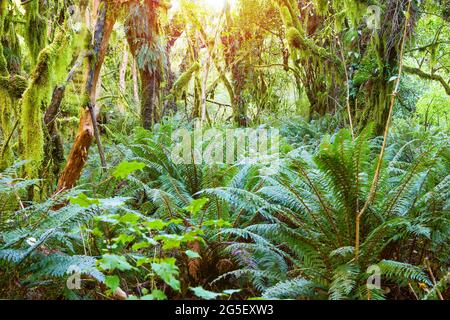 Temperate rain forest with ferns and mosses in Fiordland National Park, South Island , New Zealand Stock Photo