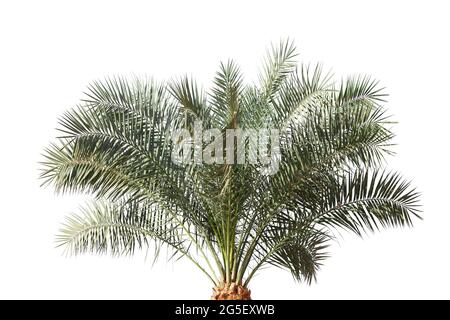 Date Palm  leaves isolated on white background Stock Photo