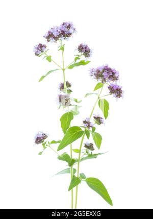 Two fresh sprigs  of  Oregano (Origanum vulgare) with small  blossoms of light lilac color  isolated on a white background. Selective focus. Stock Photo