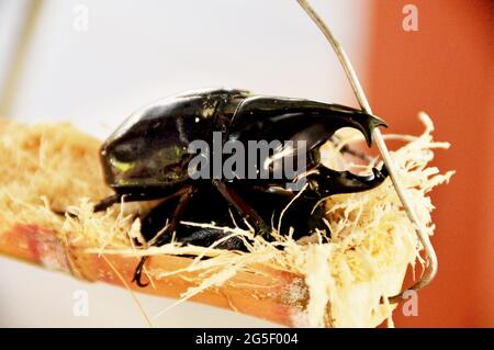 Brown rhinoceros beetle or Xylotrupes gideon dynastinae beetles at Kota Kinabalu Jesselton city in Borneo Kalimantan of Sabah state of Malaysia Stock Photo