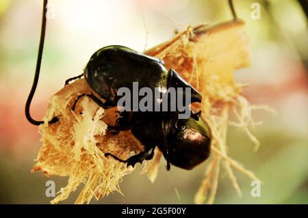 Brown rhinoceros beetle or Xylotrupes gideon dynastinae beetles at Kota Kinabalu Jesselton city in Borneo Kalimantan of Sabah state of Malaysia Stock Photo