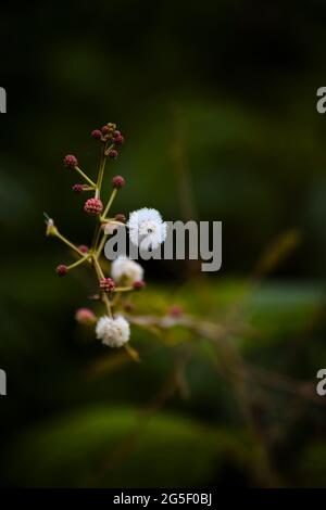 White colored mimosa tree flowers with buds. Used selective focus. Stock Photo