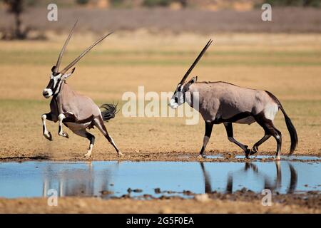 Gemsbok antelopes (Oryx gazella) at a waterhole, Kalahari desert, South Africa Stock Photo