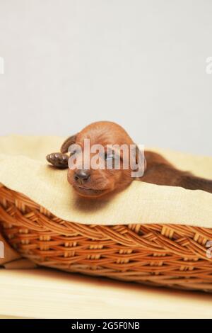 A newborn puppy sleeps in a wicker basket. The puppy of the dwarf pinscher is resting. Stock Photo
