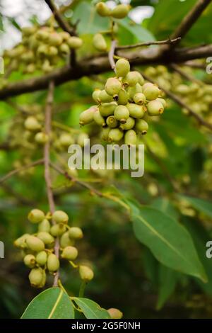 Unriped green Jamun berries also known as black plum on the tree during summer season in India. This fruit have many health benefits. Stock Photo