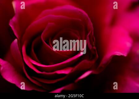Abstract close up of red rose flower blurred for background. Stock Photo