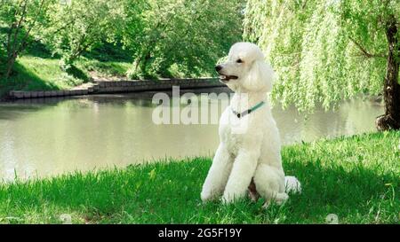 A large domestic dog with a collar sits on a lawn outdoors. A white king poodle sits in profile waiting to be trained. A carefully groommed dog sits o Stock Photo