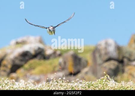 Puffin flying towards camera with beak full of sand eels to feed its young coming in to land on the Isle of May, Fife, Scotland, UK