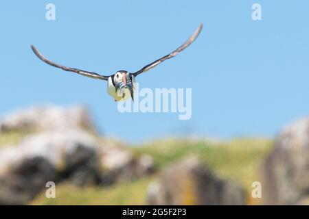 Puffin flying towards camera with beak full of sand eels to feed its young coming in to land on the Isle of May, Fife, Scotland, UK