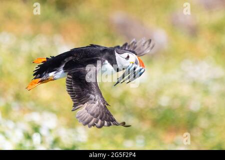 Puffin flying over Isle of May towards burrow carrying sand eels in beak to feed its young puffling - Scotland, UK Stock Photo