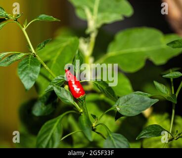 Red ripe chillies in plant garden with sunlight and the leaf green in background. Stock Photo