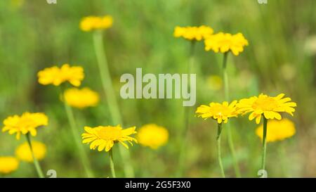 Yellow daisies in the sunlight on the background of a green meadow. Background. Selective focus. Stock Photo