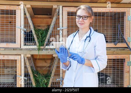 Veterinarian woman with tablet computer checking animal health status on barn ranch background. Vet doctor check up rabbit in natural eco farm. Animal Stock Photo