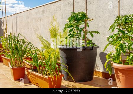 View of an urban garden at sunset on the terrace of the house with tomatoes and chives in the foreground. Farm concept Stock Photo