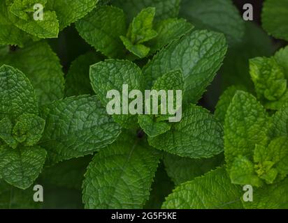 Close up fresh green mint leaves growing on herb garden bed in open ground, elevated top view, directly above Stock Photo